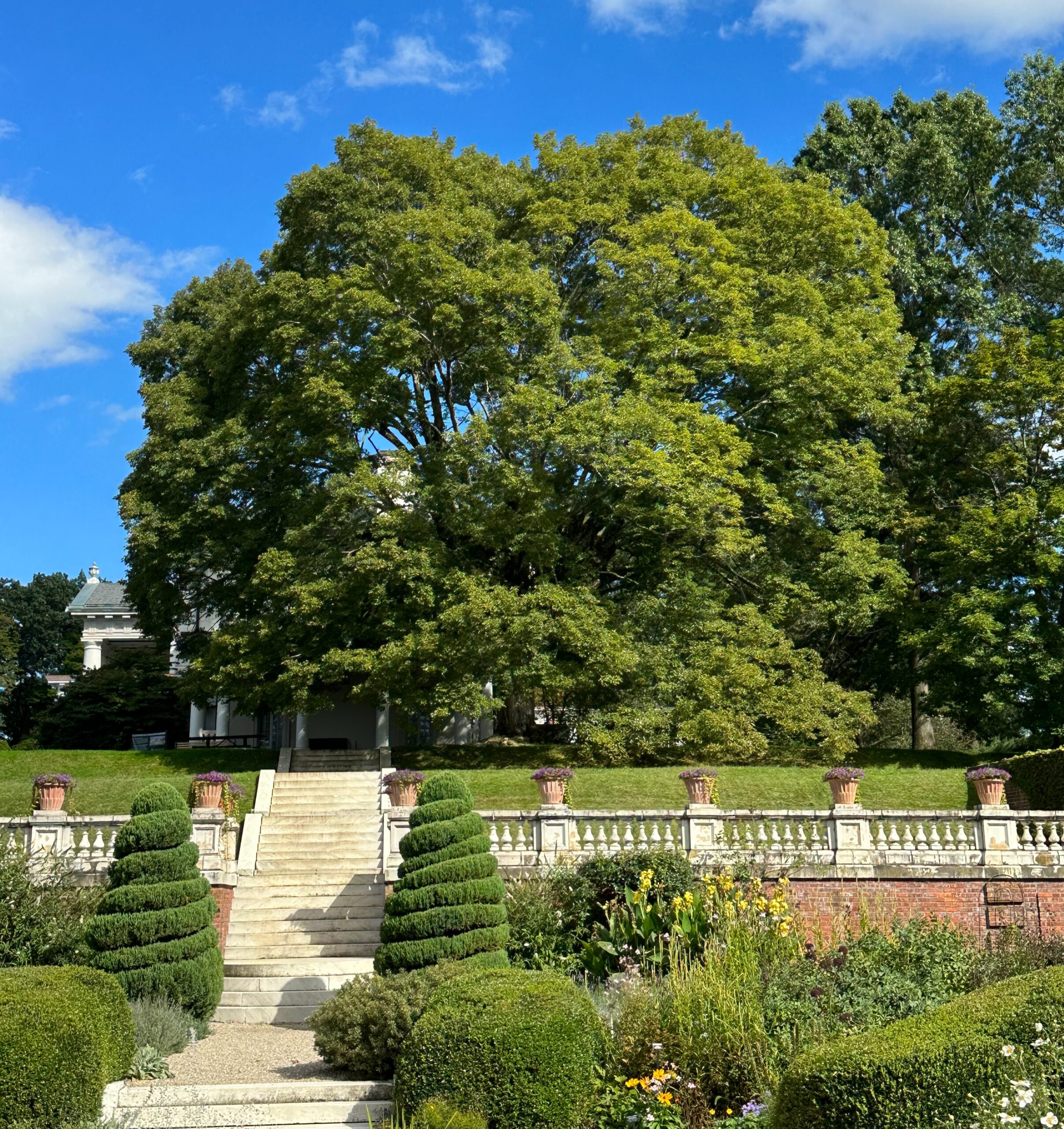 Historic Trees at Blithewood – Lifetime Learning Institute